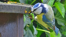 Blaumeise_mit_Futter (06).jpg